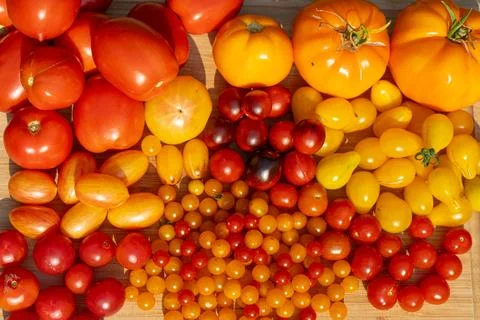 Growing Tomatoes. Multiple colored Tomatoes. Harvesting colorful Tomatoes. Stock Photos
