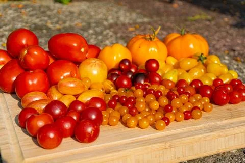 Growing Tomatoes. Multiple colored Tomatoes. Harvesting colorful Tomatoes. Stock Photos