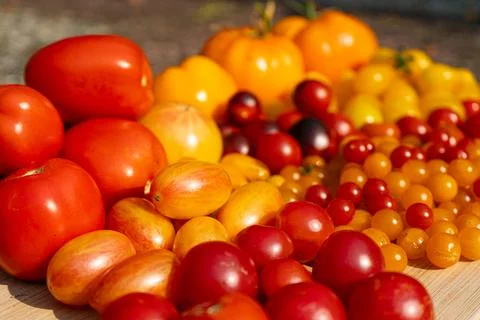 Growing Tomatoes. Multiple colored Tomatoes. Harvesting colorful Tomatoes. Stock Photos