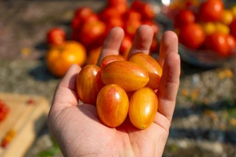 Growing Tomatoes. Multiple colored Tomatoes. Harvesting colorful Tomatoes. Stock Photos