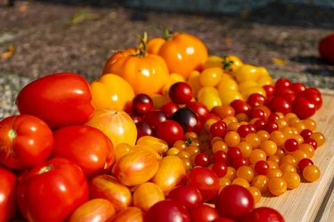 Growing Tomatoes. Multiple colored Tomatoes. Harvesting colorful Tomatoes. Stock Photos