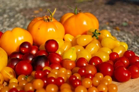 Growing Tomatoes. Multiple colored Tomatoes. Harvesting colorful Tomatoes. Stock Photos