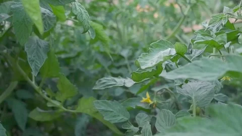 Growing tomatoes in the open ground close-up. Rows of tomato plants growing i Stock Footage 172078642