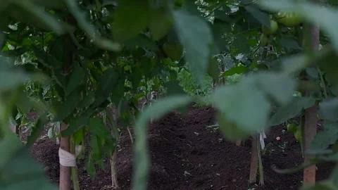 Growing tomatoes in the open ground close-up. Rows of tomato plants growing i Stock Footage 172078771