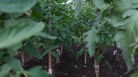 Growing tomatoes in the open ground close-up. Rows of tomato plants growing i Stock Footage 172078774