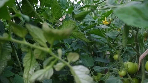 Growing tomatoes in the open ground close-up. Rows of tomato plants growing i Stock Footage 172078834