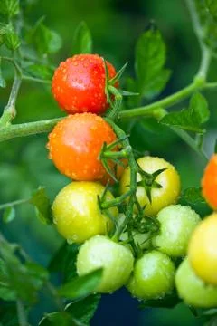 Growing tomatoes Stock Photos