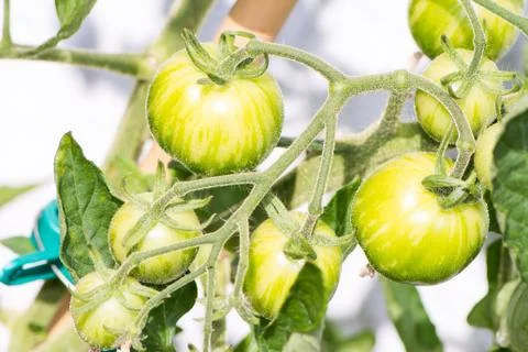 Growing Tomatoes Stock Photos