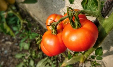 Growing tomatoes 库存照片