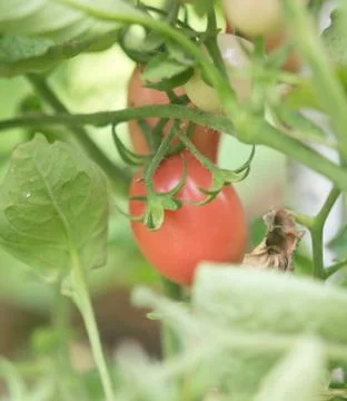 Growing tomatoes Stock Photos