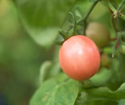 Growing tomatoes Stock Photos