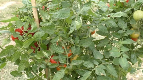 Growing tomatoes in the pots at home. Stock Footage 126768312