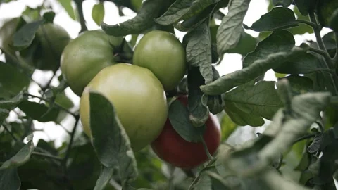 Growing tomatoes in slow motion within a vibrant greenhouse environment Video stock 296799706