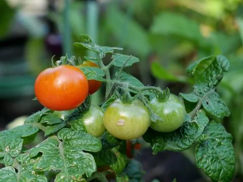 Growing Tomatoes in a vegetable garden Stock Photos
