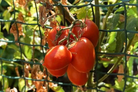 Growing tomatoes on a vertical mesh. Stock Photos