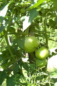 Growing tomatos Stock Photos