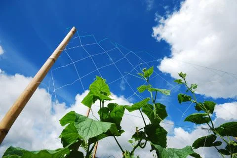 Growing to the top Stock Photos