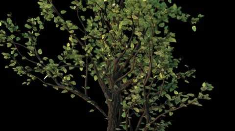 Growing tree 3d animation Stock Footage 60831089