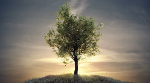 Growing tree against sun at dawn Stock Footage 56727165