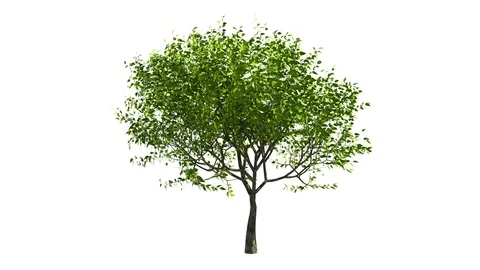 Growing tree with alpha channel Stock Footage 100815641