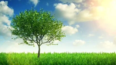 Growing tree and grass Stock Footage 8579054