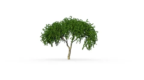 Growing Tree, animated with alpha Stock Footage 43803835
