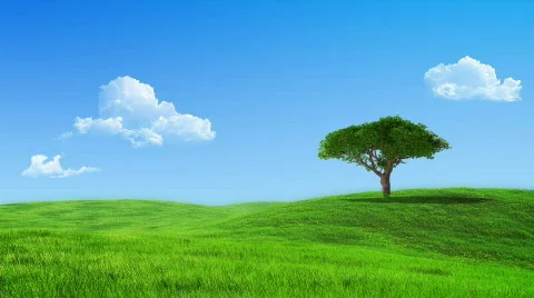 Growing up tree animated backdrop Stock Footage 739995