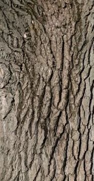 Growing tree bark texture, fragment Stock Photos