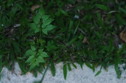 Growing tree beside the road Stock Photos