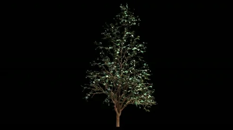 Growing tree on black with alpha channel Stock Footage 22017475