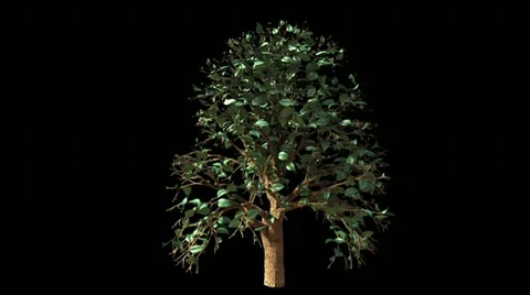 Growing tree on black with alpha channel Stock Footage 22017956