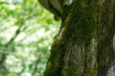 Growing tree covered with moss Stock Photos