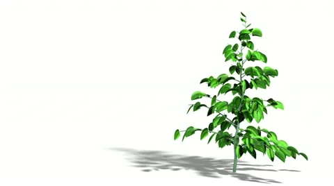 Growing tree. Stock Footage 11357542