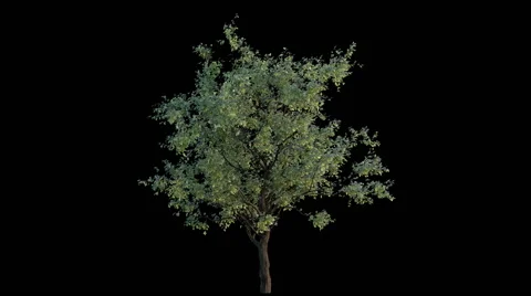 Growing tree 库存影片 55263958