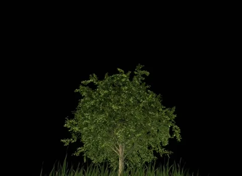 Growing tree Stock Footage 152905323