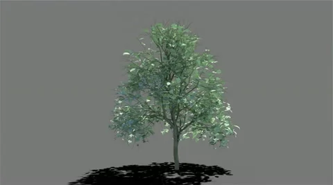 Growing tree on gray with alpha channel Video stock 22018478