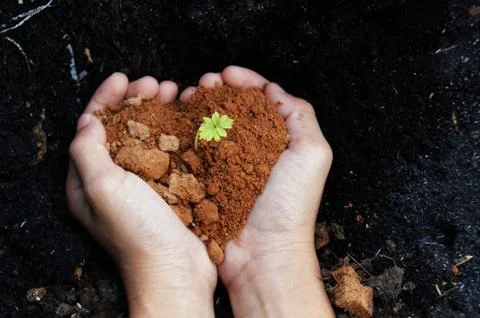 Growing tree in hand Stock Photos