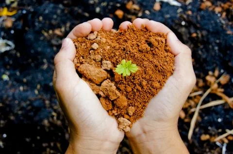 Growing tree in hand Stock Photos