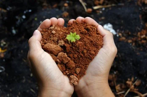 Growing tree in hand Stock Photos