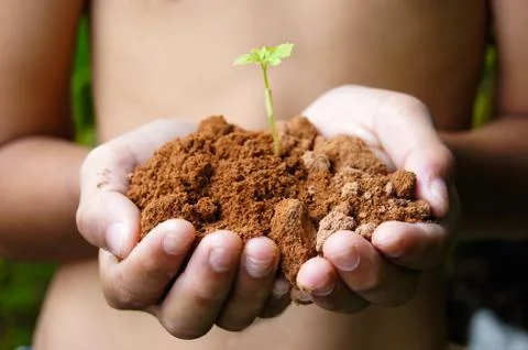 Growing tree in hand Stock Photos
