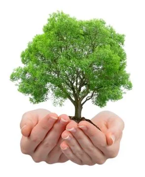 Growing tree in hands Stock Photos