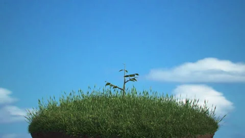 Growing Tree HD Stock Footage 164945618
