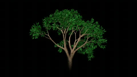 Growing Tree (HD720) Stock-Footage 487276