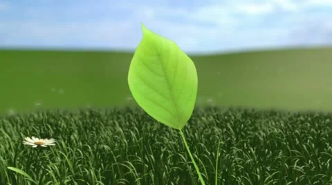 Growing Tree on a Hill (HQ 1080p) Stock Footage
