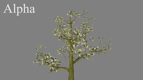 Growing tree with leaves in the form of banknotes dollar,  USA, USD Stock Footage 96004242