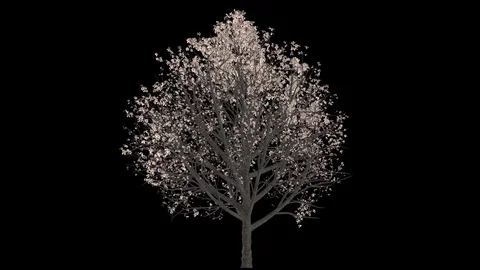 Growing Tree With Money animation Stock Footage 72680345