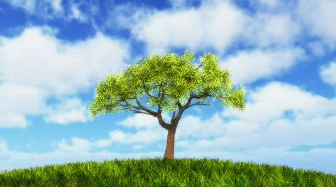 Growing tree nature Stock-Footage 773702