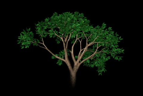 Growing Tree (NTSC) Видео 487292