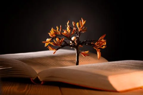 Growing tree with orange leaves from an open book on a dark background Stock Photos