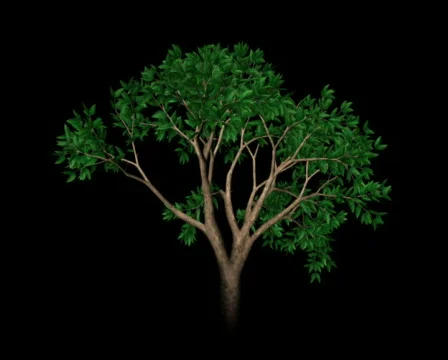 Growing Tree (PAL) Видео 487306